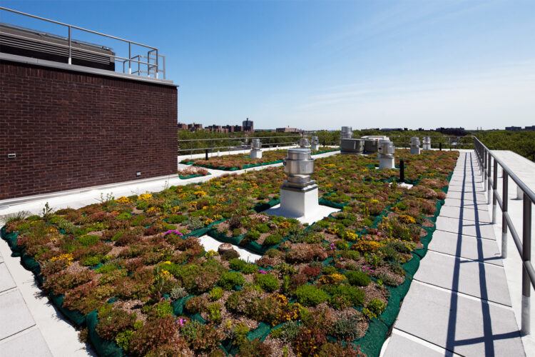 Hegeman Greenroof